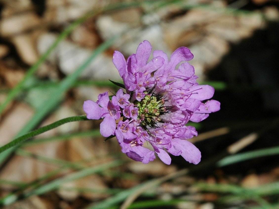 Scabiosa 1608d e